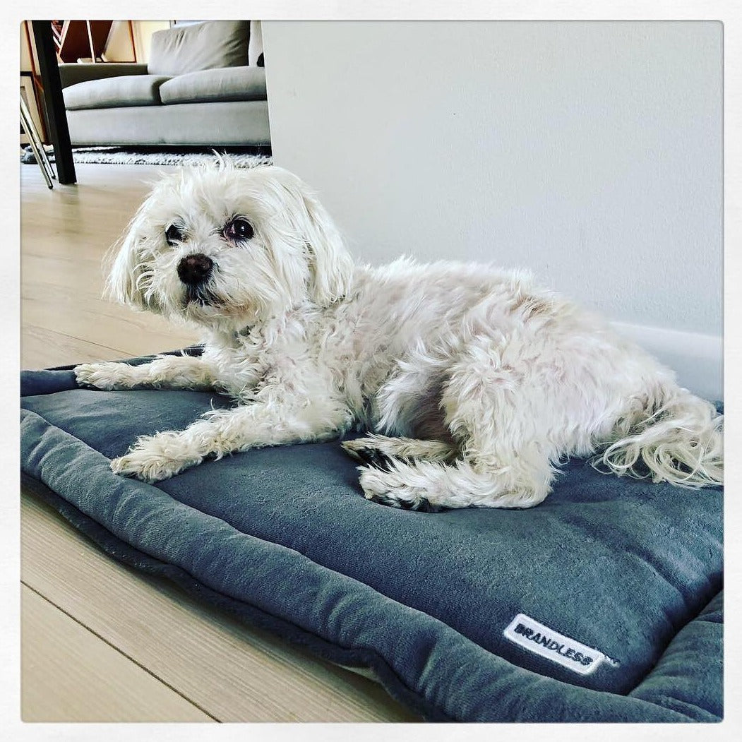 Snuffles the shaggy white terrier enjoying laying on the brandless pet mat.